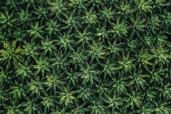 marijuana delivery irvine