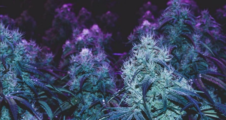 Buy cannabis seeds UK